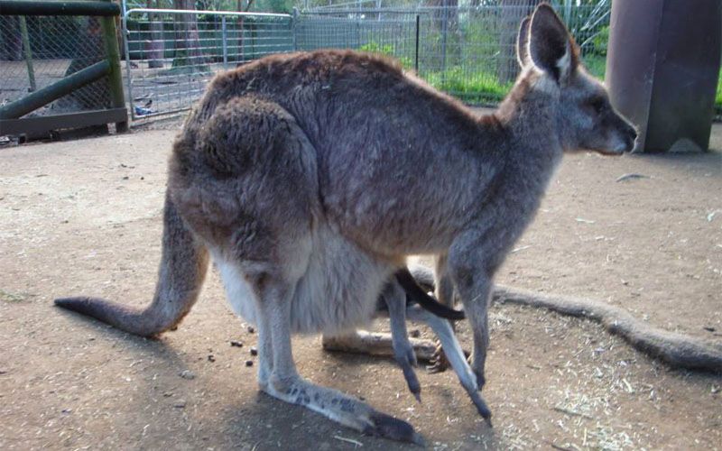 австралия, отдых в австралии, кенгуру в сумке