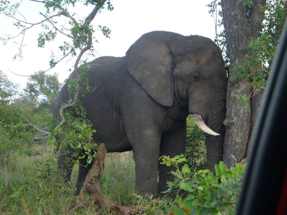 южная-африка-слон- крюгерпарк